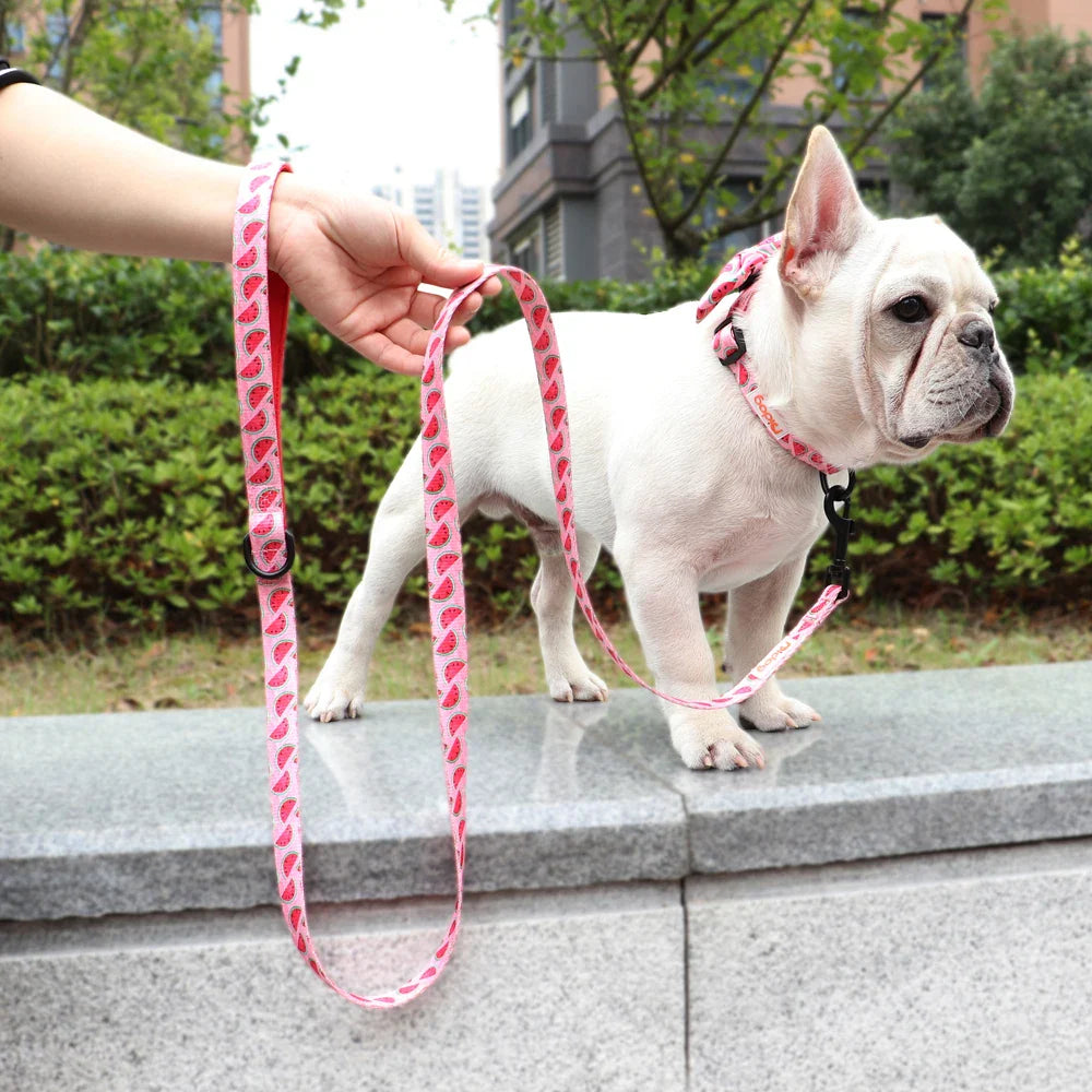 Didog High-Quality Nylon Dog Leash for All Sizes and Seasons-My Little Pet