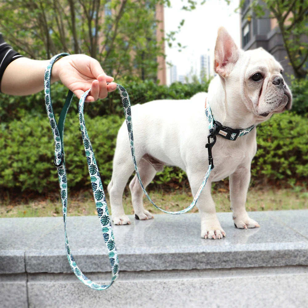 Didog High-Quality Nylon Dog Leash for All Sizes and Seasons-My Little Pet