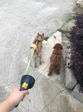 Dual Retractable Dog Leash with Flashlight – No-Tangle Reflective Design - My Little Pet