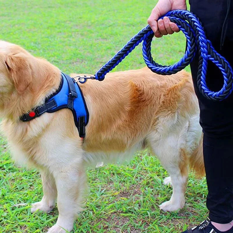 Nylon Dog Leash for Medium to Large Dogs – Training & Walking Lead - My Little Pet
