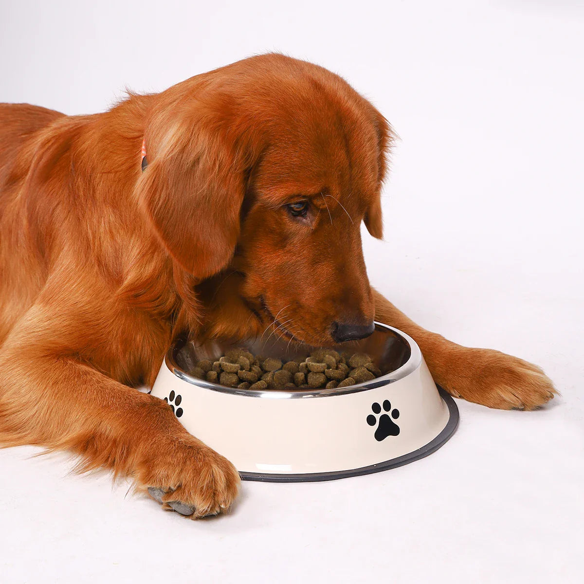 Stainless Steel Pet Bowls with Non-Slip Base – Multiple Sizes - My Little Pet