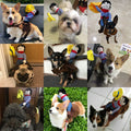 Creative Pet Costumes for Dogs and Cats - Halloween and Party Outfits-My Little Pet