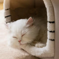 Foldable Cat House Winter Warm Cave Bed-My Little Pet