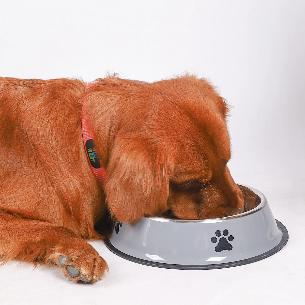 Stainless Steel Pet Bowls with Non-Slip Base – Multiple Sizes - My Little Pet