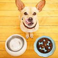Anti-Choking Slow Feeder Bowl for Dogs and Cats-My Little Pet