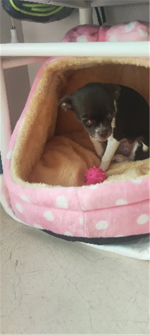 Cozy Pet Bed for Small to Medium Dogs and Cats-My Little Pet